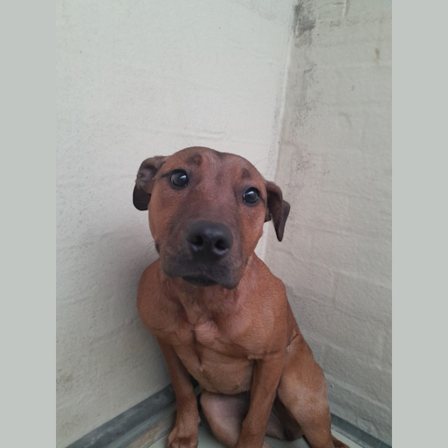 Photo of Gadget (64014)