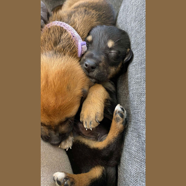 Photo of Jammy   8 Week Old Kelpie X (Trial)