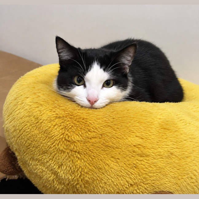 Photo of Athena