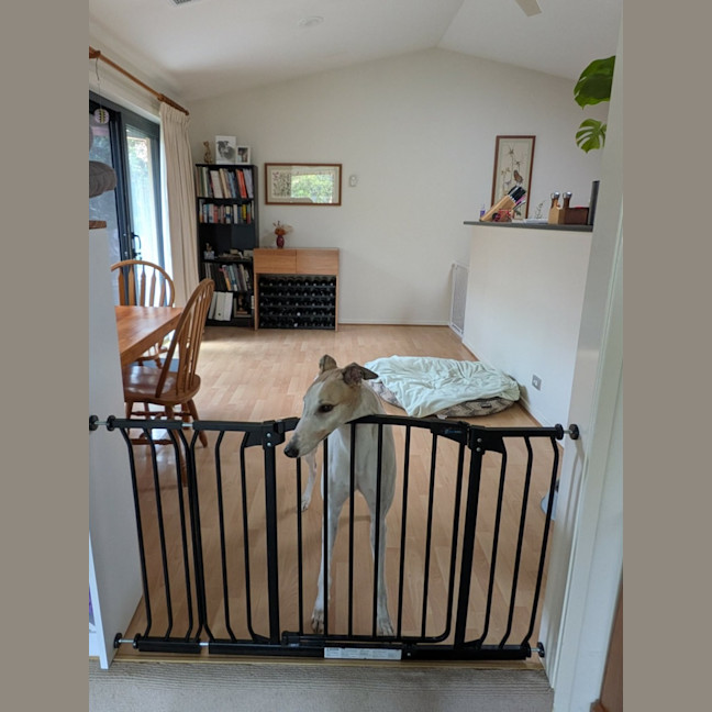 Photo of Buzz, The Greyhound