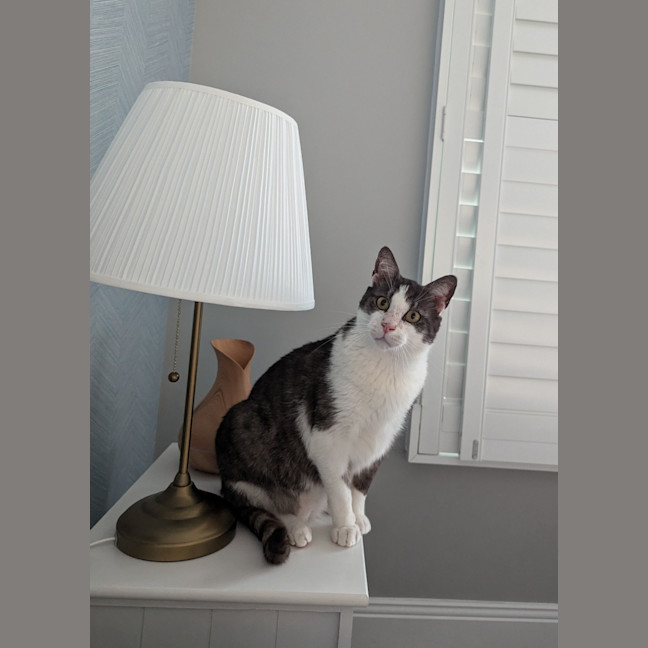 Photo of Gus **A Gentle Giant**