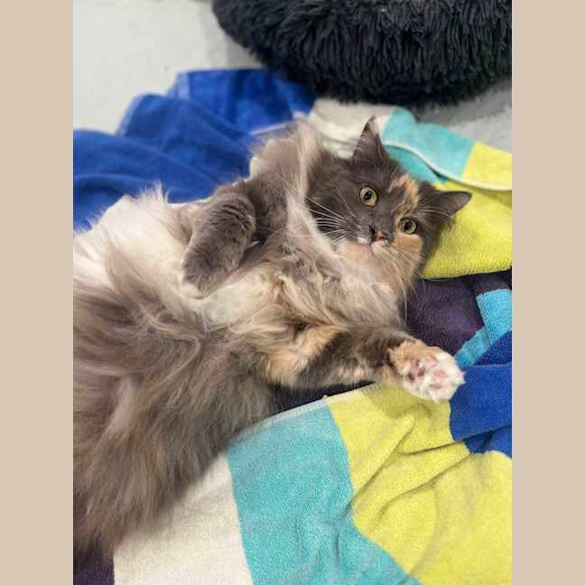 Photo of Teddy & Honk Honk   In Foster Care In Coburg