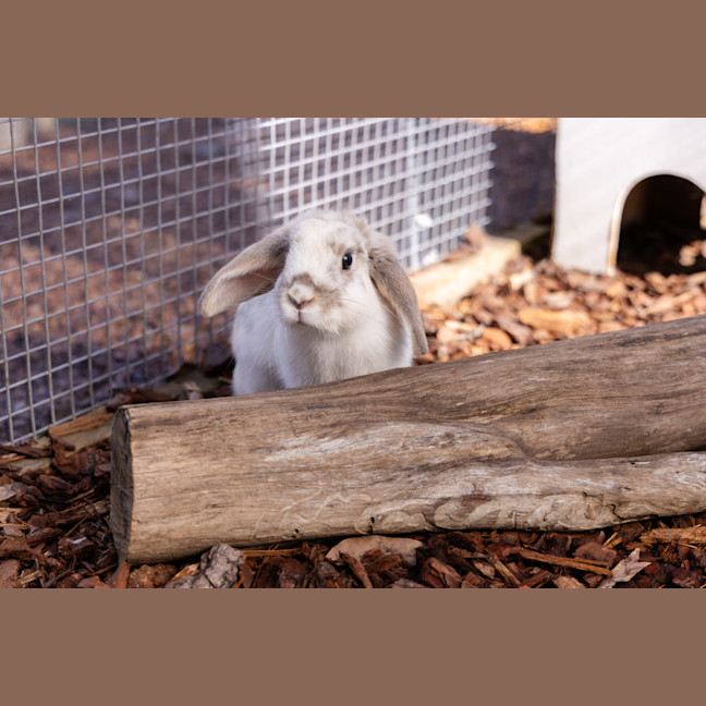Photo of Aries