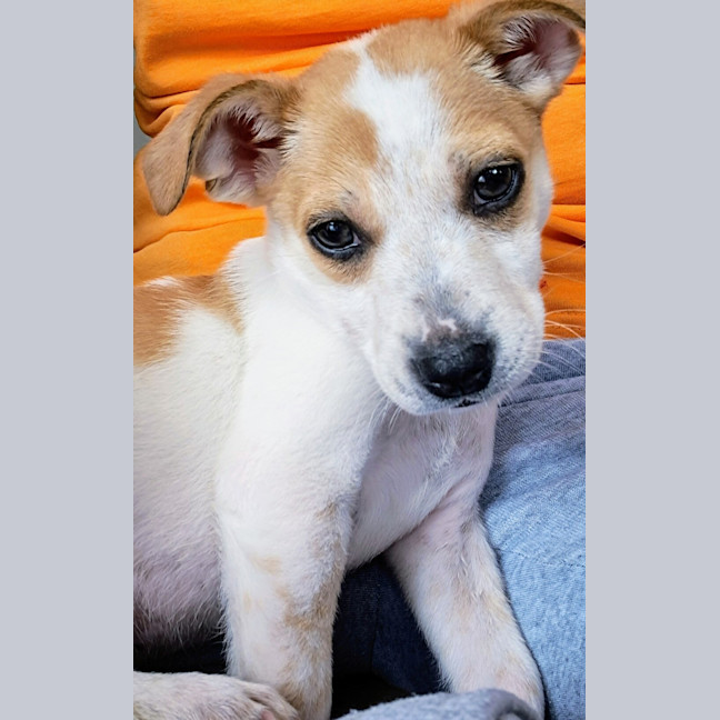 Photo of Koda