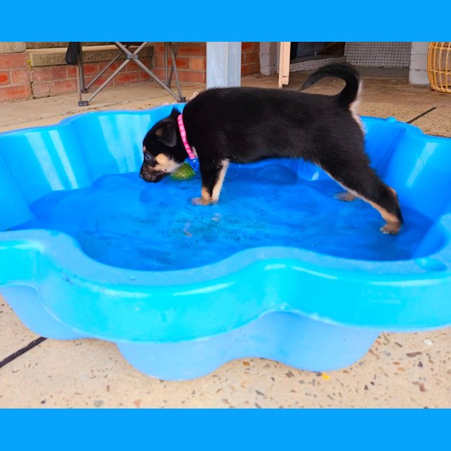 Photo of Peach   7 Week Old Kelpie X Husky (Trial)