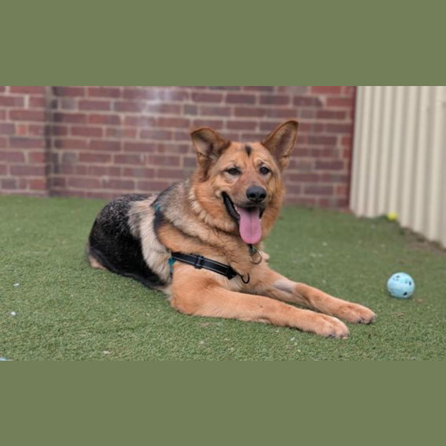 Photo of Roxy 