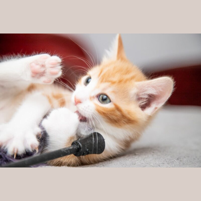 Photo of Pumpkin