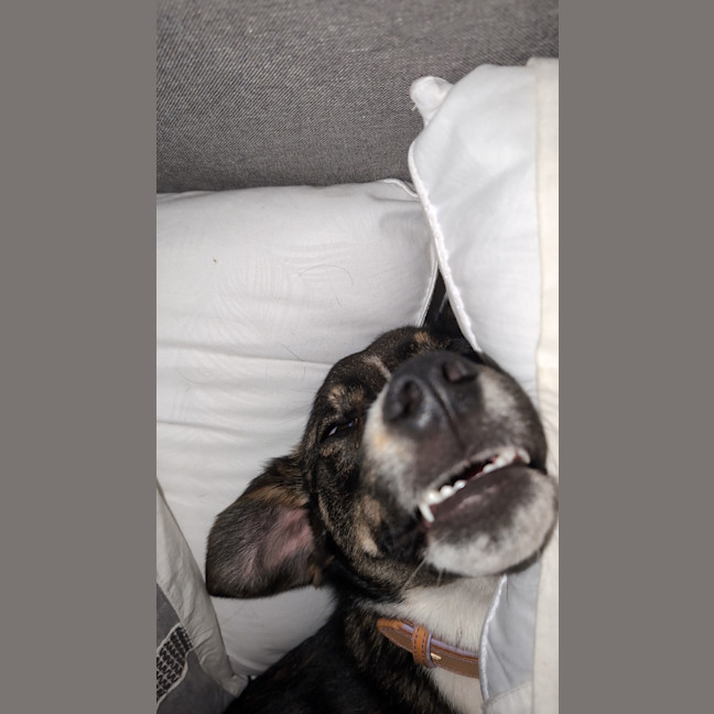 Photo of Pixie 