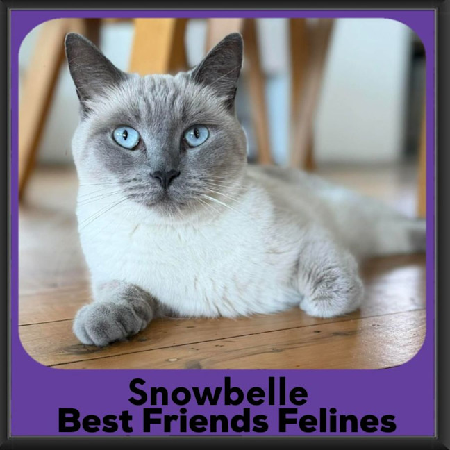 Photo of Snowbelle