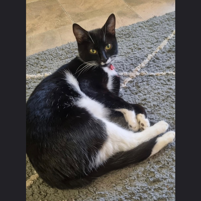 Photo of Pussycat
