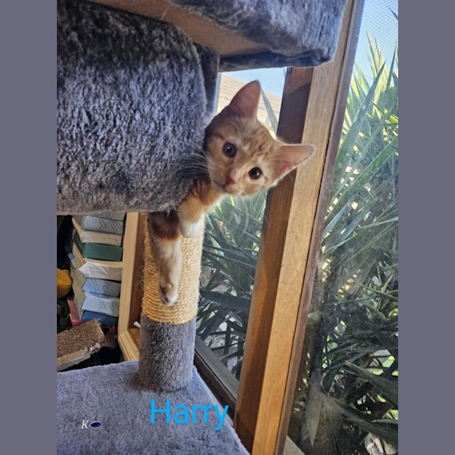 Photo of Harry Meet Me@Petstock Carrum Downs Store