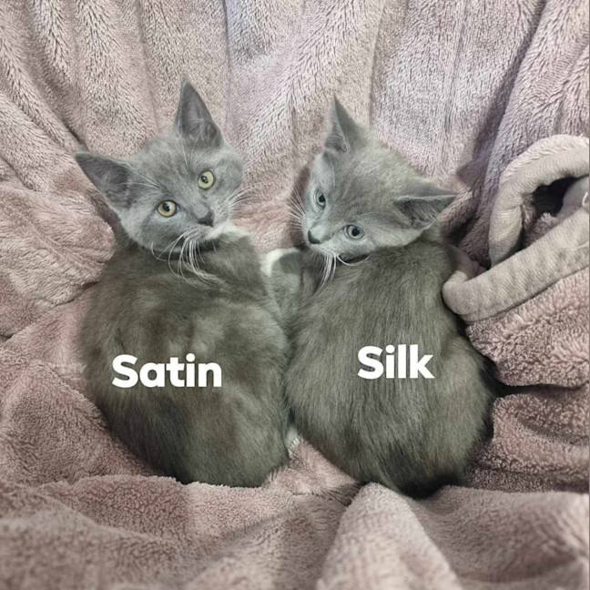 Photo of Satin