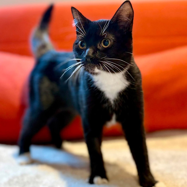 Photo of Sprinkles   In Foster Care In Brunswick East