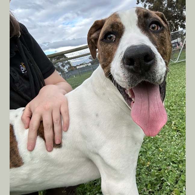 Photo of Buster