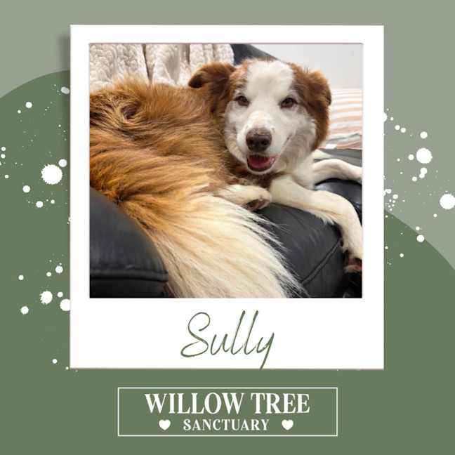 Photo of Sully