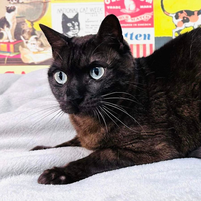 Photo of Lynx   Located In Preston 