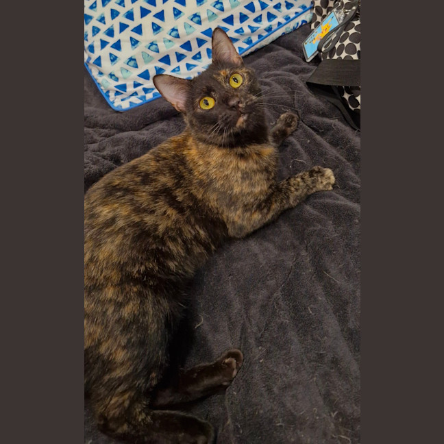 Photo of Mau Mau