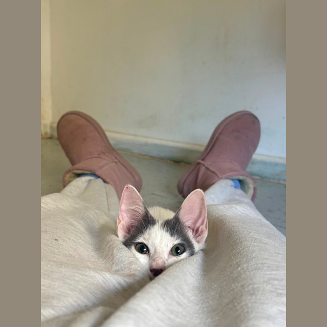 Photo of Pearline 