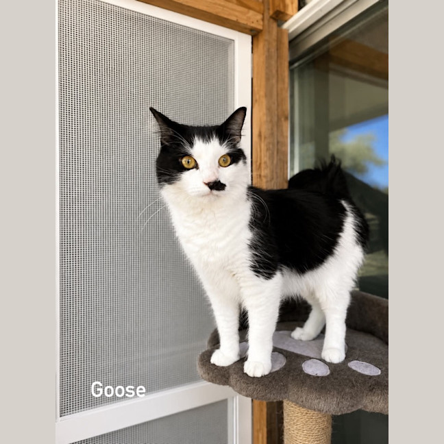 Photo of Goose