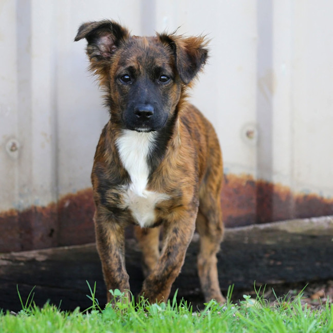 Photo of Onyx