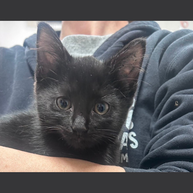 Photo of Parrot *Meet Me At Petstock Birkenhead Point*