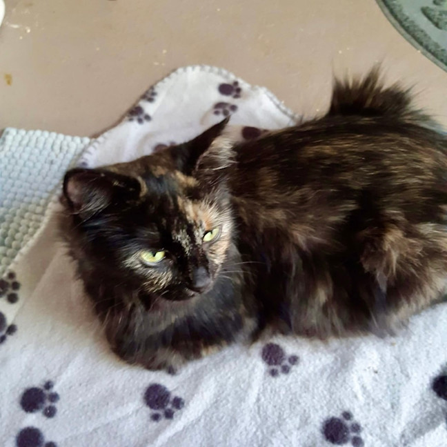 Photo of Cinnamon And Her Spices 