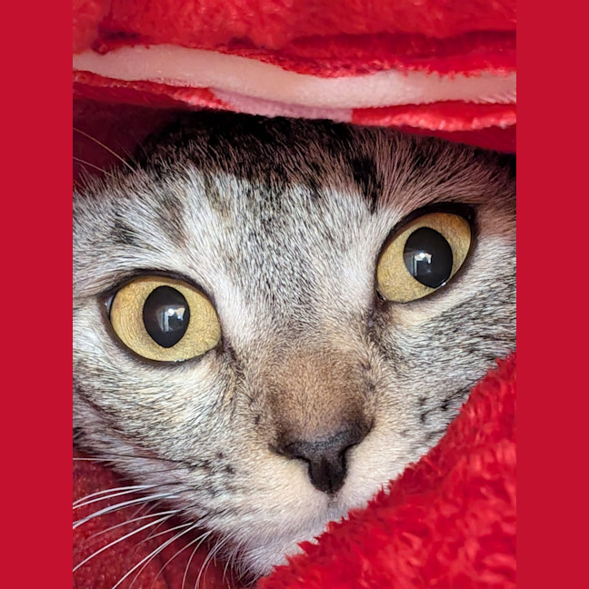 Photo of Bindi