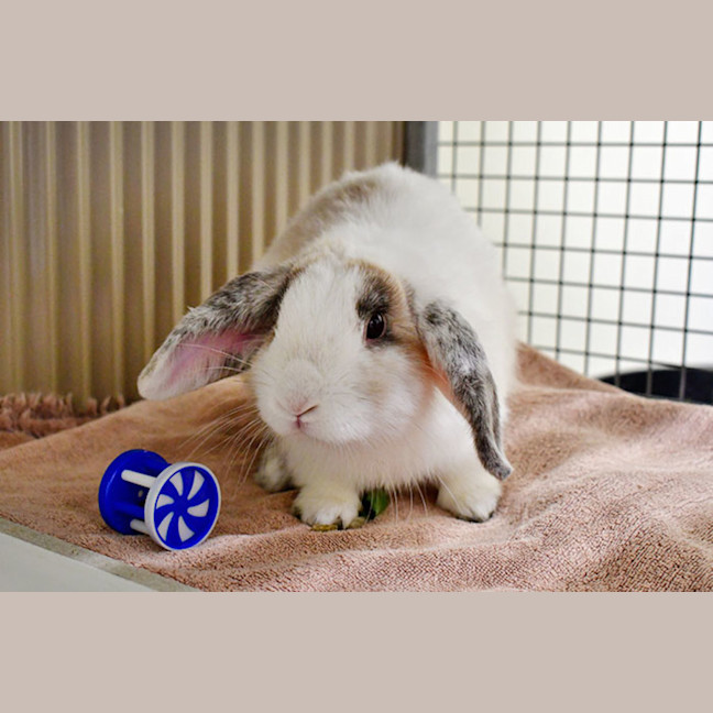 Photo of Harry Hopper