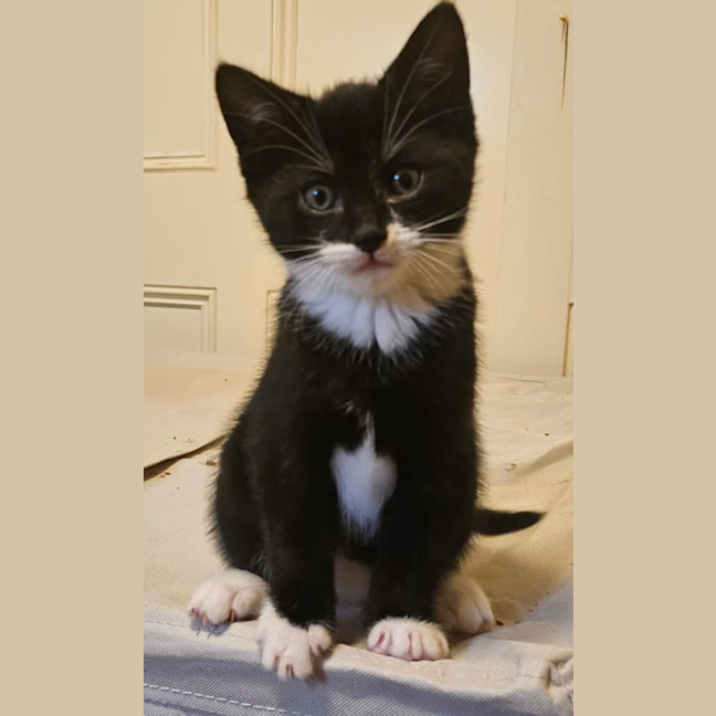 Photo of Darcy *9 Lives Project Rescue*