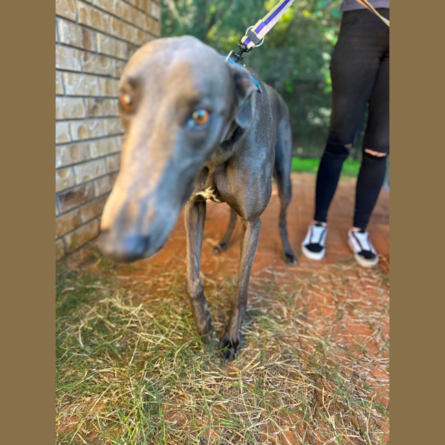 Photo of Frankie