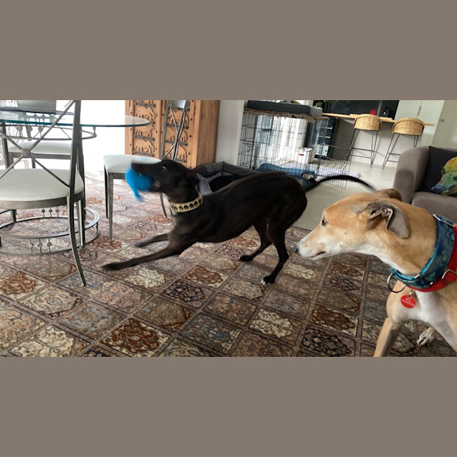 Photo of Precious The Greyhound 