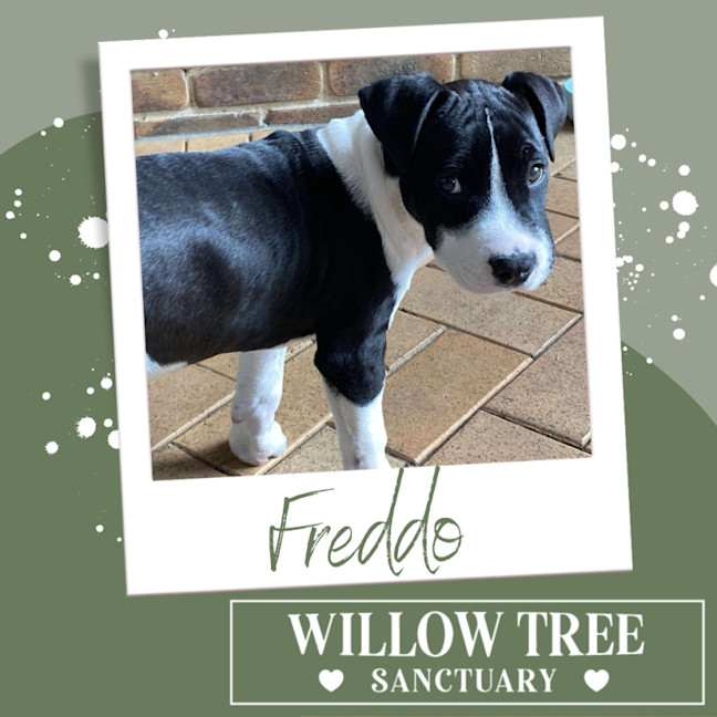 Photo of Freddo