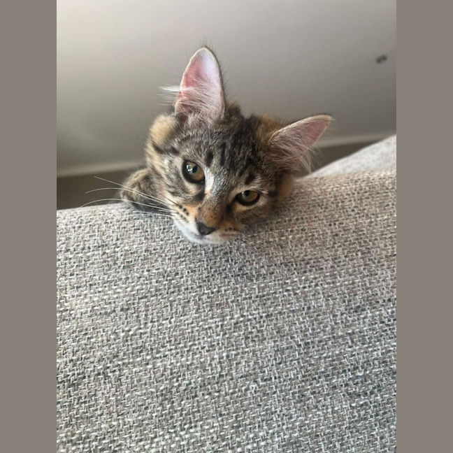 Photo of Star & Silver