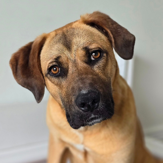 Photo of Ziggy