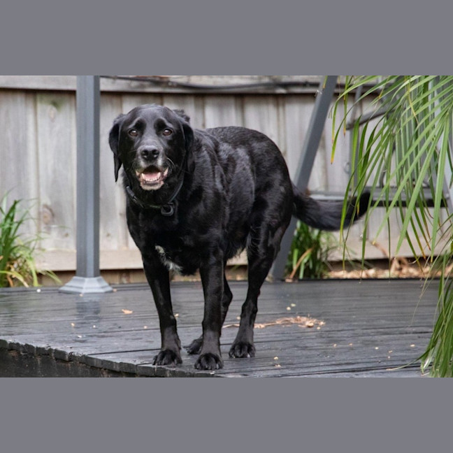 Photo of Tetley Valenti