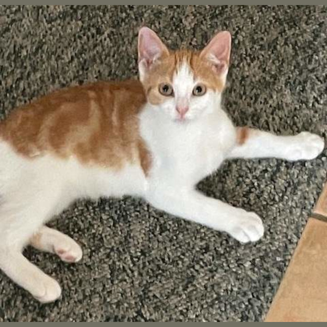 Photo of Whiskers