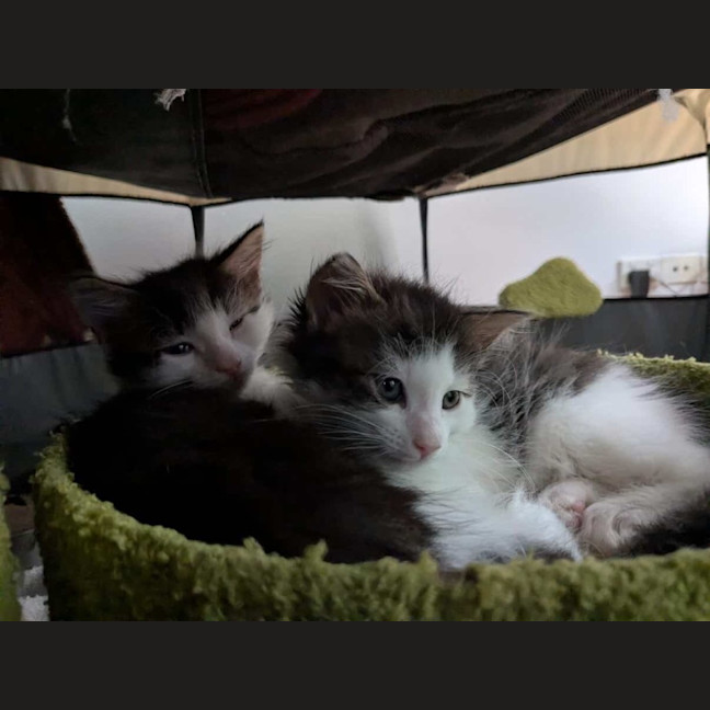 Photo of Milo & Olive