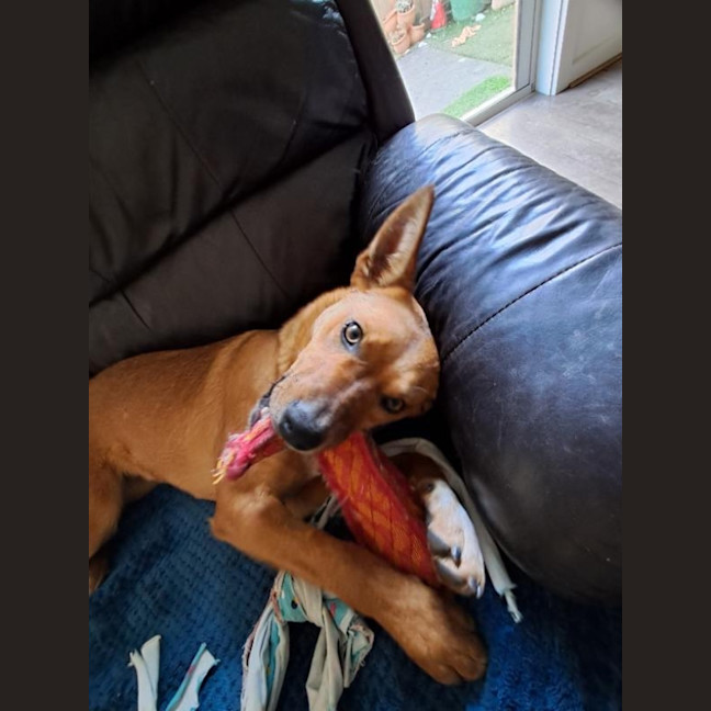 Photo of Pep (Aka) Pepper