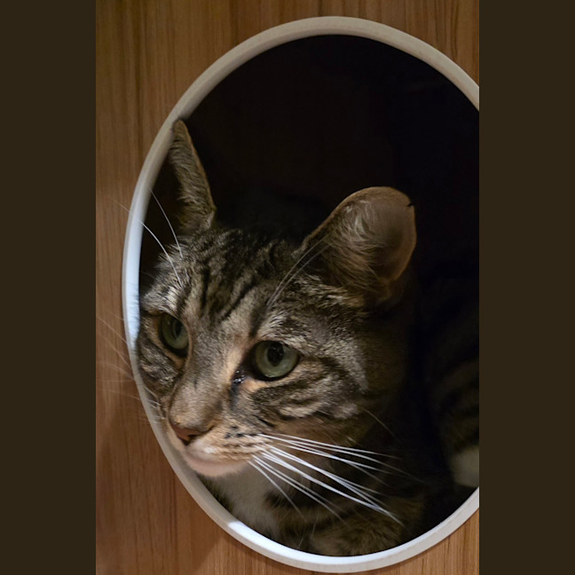 Photo of Cherry
