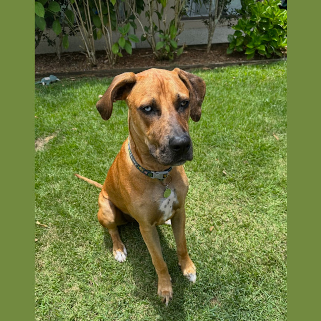 Photo of Magnum *$350 Adoption Fee*