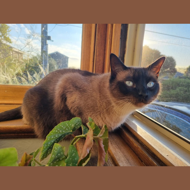 Photo of Frankie & Freddy   Located In Preston