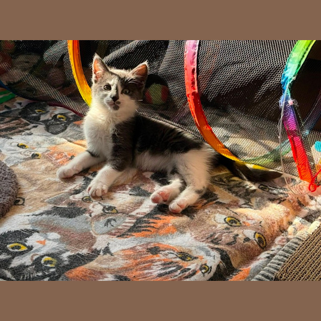 Photo of Simby**2nd Chance Cat Rescue**