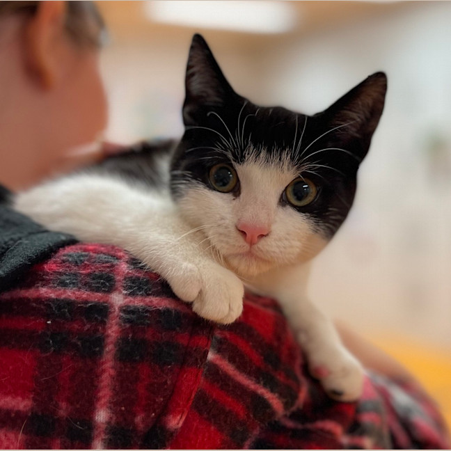 Photo of Luna
