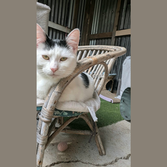 Photo of Diva