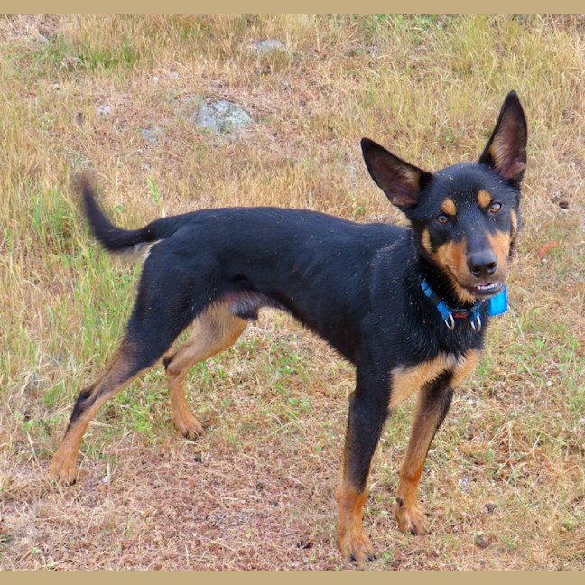 Photo of Rex