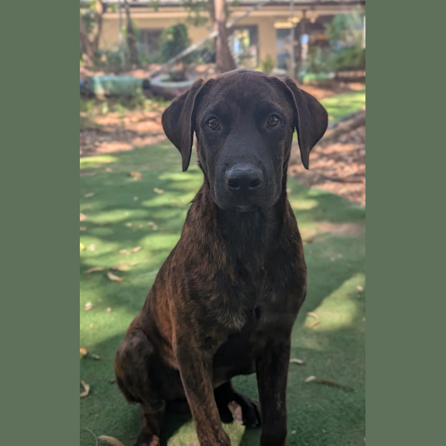 Photo of Bear