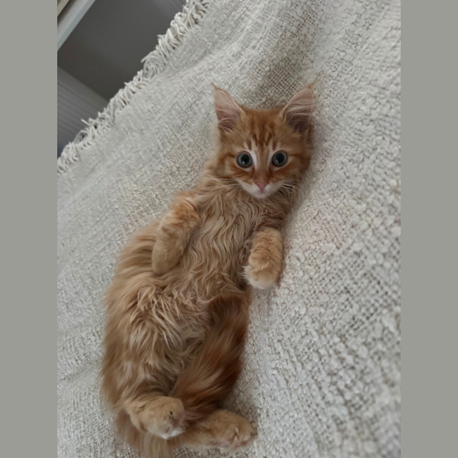 Photo of Enzo 
