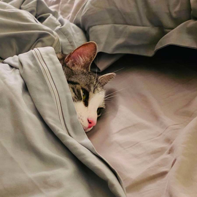 Photo of Cassian   In Foster Care In Melbourne