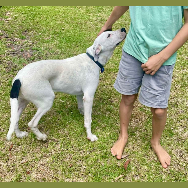 Photo of Teddy   5 Month Old Bull Arab X 