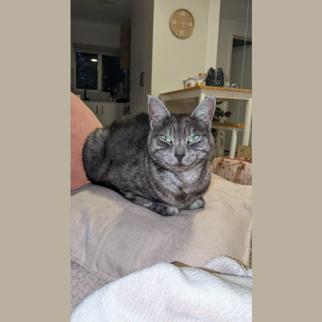 Photo of Smokey 